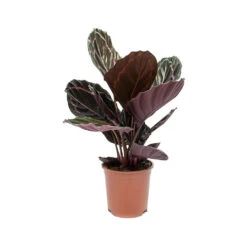 Calathea Roseopicta Dottie - Rose Painted Calathea -Hortology Plants Shop Calathea roseopicta Dottie Rose Painted Calathea
