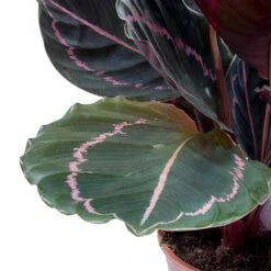 Calathea Roseopicta Dottie - Rose Painted Calathea -Hortology Plants Shop Calathea roseopicta Dottie Rose Painted Calathea Leaves