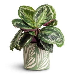 Calathea Roseopicta Medallion
