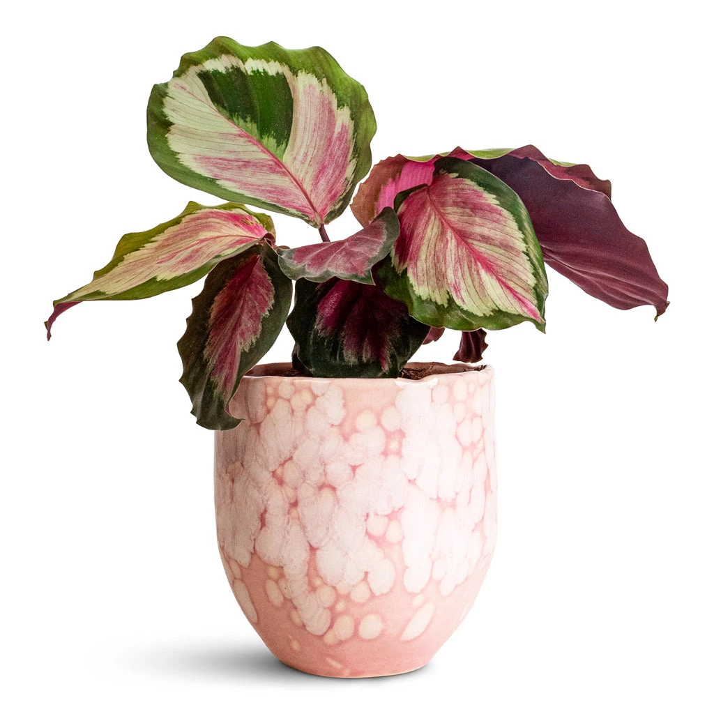 Davide Plant Pot - Mauve Mist 5 Davide Plant Pot - Mauve Mist - Image 3