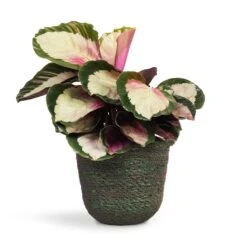 Calathea Roseopicta Rosy - Rose Painted Calathea 15 Calathea Roseopicta Rosy - Rose Painted Calathea -Hortology Plants Shop Calathea roseopicta Rosy Rose Painted Calathea 12x35cm Nelis Plant Basket Green 16x16cm