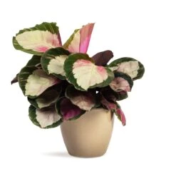 Calathea Roseopicta Rosy - Rose Painted Calathea 14 Calathea Roseopicta Rosy - Rose Painted Calathea -Hortology Plants Shop Calathea roseopicta Rosy Rose Painted Calathea 12x35cm Sven Plant Pot Mint 15x12cm