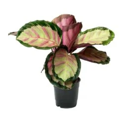 Calathea Roseopicta Rosy - Rose Painted Calathea 13 Calathea Roseopicta Rosy - Rose Painted Calathea -Hortology Plants Shop Calathea roseopicta Rosy Rose Painted Calathea