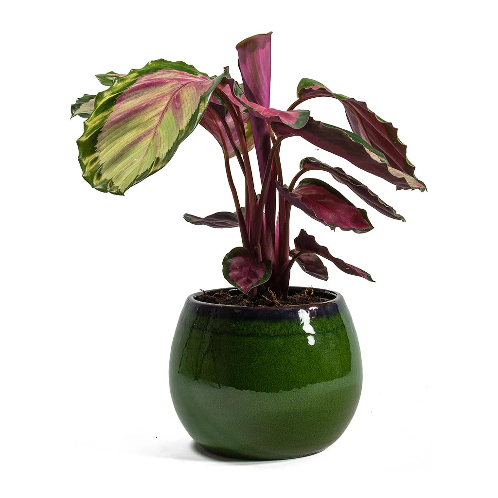 Charlotte Plant Pot - Green 16 Charlotte Plant Pot - Green - Image 14