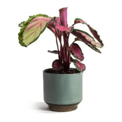 Calathea Roseopicta Rosy - Rose Painted Calathea 18 Calathea Roseopicta Rosy - Rose Painted Calathea -Hortology Plants Shop Calathea roseopicta Rosy Rose Painted Calathea Suze Plant Pot Blue