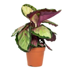 Calathea Roseopicta Silvia - Rose Painted Calathea 14 Calathea Roseopicta Silvia - Rose Painted Calathea -Hortology Plants Shop Calathea roseopicta Silvia Rose Painted Calathea 12cm New