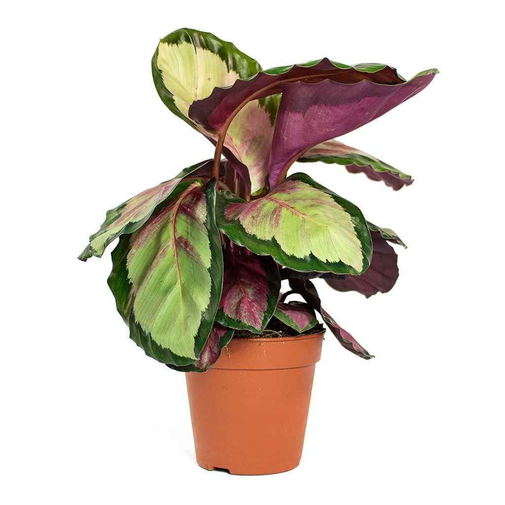 Calathea Roseopicta Silvia - Rose Painted Calathea 8 Calathea Roseopicta Silvia - Rose Painted Calathea - Image 6