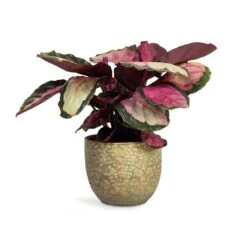 Calathea Roseopicta Silvia - Rose Painted Calathea 12 Calathea Roseopicta Silvia - Rose Painted Calathea -Hortology Plants Shop Calathea roseopicta Silvia Rose Painted Calathea 12x35cm Rinca Plant Pot Shiny Green 15x13cm 168fb22d e512 4eb6 85bd e96d443a4385