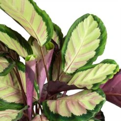 Calathea Roseopicta Silvia - Rose Painted Calathea 11 Calathea Roseopicta Silvia - Rose Painted Calathea -Hortology Plants Shop Calathea roseopicta Silvia Rose Painted Calathea Leaves