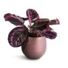 Calathea Roseopicta Surprise Star - Rose Painted Calathea 2 Calathea Roseopicta Surprise Star - Rose Painted Calathea -Hortology Plants Shop Calathea roseopicta Surprise Star Rose Painted Calathea 14x30cm Lydia Plant Pot Shiny Purple 18x16cm