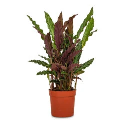 Calathea Rufibarba - Velvet Calathea -Hortology Plants Shop Calathea rufibarba Velvet Calathea 12x40cm