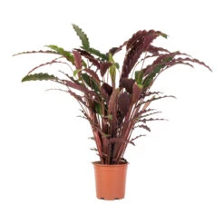Calathea Rufibarba - Velvet Calathea -Hortology Plants Shop Calathea rufibarba Velvet Calathea 19x70cm