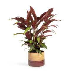 Calathea Rufibarba - Velvet Calathea -Hortology Plants Shop Calathea rufibarba Velvet Calathea 19x70cm Didi Plant Pot Matt Brown 25x21cm