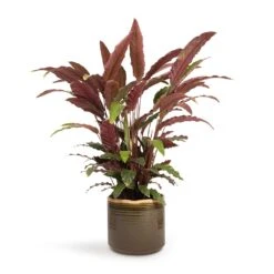 Calathea Rufibarba - Velvet Calathea -Hortology Plants Shop Calathea rufibarba Velvet Calathea 19x70cm Jordy Plant Pot Forest Green 23x21cm