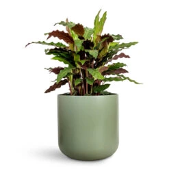 Calathea Rufibarba - Velvet Calathea -Hortology Plants Shop Calathea rufibarba Velvet Calathea 19x90cm Lisbon Plant Pot Sage 24x24cm