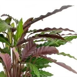 Calathea Rufibarba - Velvet Calathea -Hortology Plants Shop Calathea rufibarba Velvet Calathea Leaves
