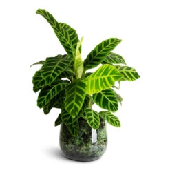Emmie Metal Plant Pot - Mystic Green 25 Emmie Metal Plant Pot - Mystic Green -Hortology Plants Shop Calathea zebrina 19x70cm Emmie Metal Pot Mystic Green 27x23cm 1