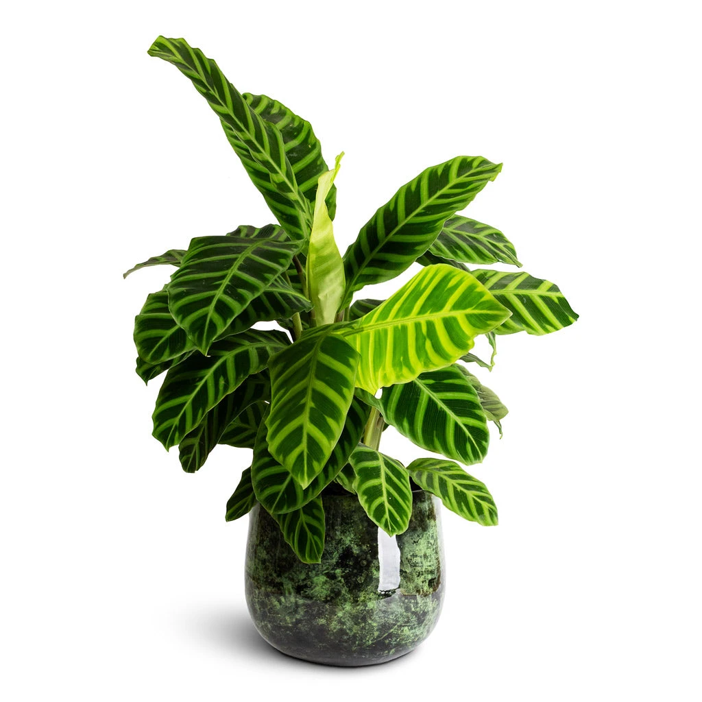 Emmie Metal Plant Pot - Mystic Green 14 Emmie Metal Plant Pot - Mystic Green - Image 12