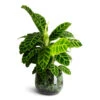 Calathea Zebrina - Zebra Plant 1 Calathea Zebrina - Zebra Plant -Hortology Plants Shop Calathea zebrina 19x70cm Emmie Metal Pot Mystic Green 27x23cm