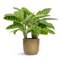Cille Plant Pot - Forest 16 Cille Plant Pot - Forest -Hortology Plants Shop Calathea zebrina Zebra Plant 14x45cm Cille Plant Pot Forest 21x20cm 1