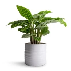 Calathea Zebrina - Zebra Plant -Hortology Plants Shop Calathea zebrina Zebra Plant 14x45cm Hadleigh Plant Pot White 17x15cm