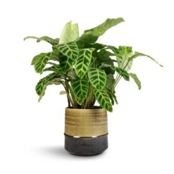 Calathea Zebrina - Zebra Plant -Hortology Plants Shop Calathea zebrina Zebra Plant 19x60cm Marlijn Plant Pot Thyme 21x21cm 1 1912bc3b 4753 4f94 af5f 069230cec5ee