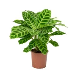 Calathea Zebrina - Zebra Plant -Hortology Plants Shop Calathea zebrina Zebra Plant