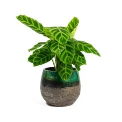 Calathea Zebrina - Zebra Plant -Hortology Plants Shop Calathea zebrina Zebra Plant Lindy Plant Pot Black Green f4ac792d e96d 4d28 8651 ca3417204dfc