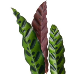 Calathea Lancifolia - Rattlesnake Plant -Hortology Plants Shop Calathealancifolia RattlesnakePlant 1