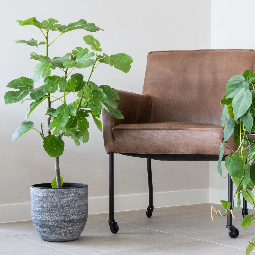 Cas Plant Pot - Anthracite 8 Cas Plant Pot - Anthracite - Image 6