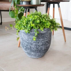 Cas Plant Pot - Anthracite 35 Cas Plant Pot - Anthracite -Hortology Plants Shop CasPlantPot Anthracite 3