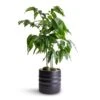 Castanospermum Australe - Moreton Bay Chestnut -Hortology Plants Shop Castanospermum australe Moreton Bay Chestnut 12x45cm Hadleigh Plant Pot Charcoal 14x13cm