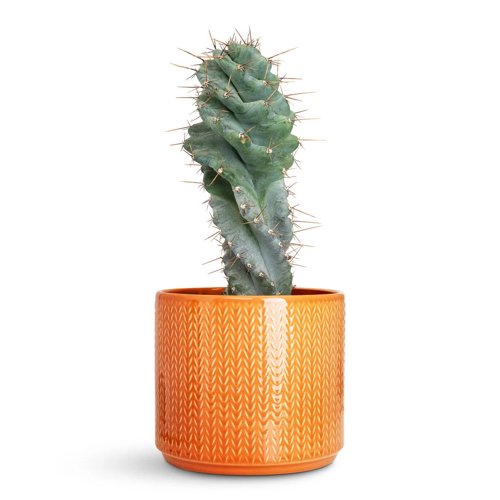 Chevron Plant Pot - Sienna 5 Chevron Plant Pot - Sienna - Image 3