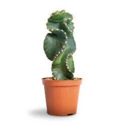 Cereus Forbesii Spiralis - Spiralled Cereus 20 Cereus Forbesii Spiralis - Spiralled Cereus -Hortology Plants Shop Cereus forbesii spiralis Spiralled Cereus 10x10cm 1