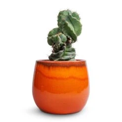 Charlotte Plant Pot - Orange 34 Charlotte Plant Pot - Orange -Hortology Plants Shop Cereus forbesii spiralis Spiralled Cereus 10x20cm Charlotte Plant Pot Orange 19x16cm
