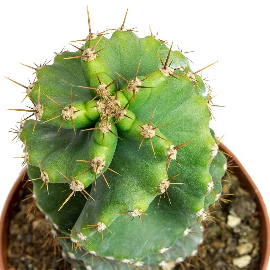 Cereus Forbesii Spiralis - Spiralled Cereus 4 Cereus Forbesii Spiralis - Spiralled Cereus - Image 2