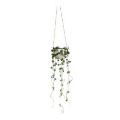 Dot Hanging Indoor Pot 11 Dot Hanging Indoor Pot -Hortology Plants Shop Ceropegia woodii String of Hearts Dot Hanging Indoor Pot 0ad69e90 2863 44f4 ab87 85951be95425
