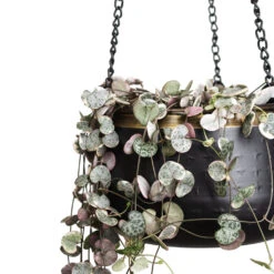 Sahara Hanging Plant Pot - Slate 13 Sahara Hanging Plant Pot - Slate -Hortology Plants Shop Ceropegia woodii Variegated 14x30cm Sahara Hanging Pot Slate 19x12cm 2 1