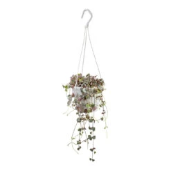 Ceropegia Woodii - Variegated String Of Hearts -Hortology Plants Shop Ceropegia woodii Variegated String of Hearts 14x30cm 7fc8443e dac8 4e3f af47 47b752611c9e