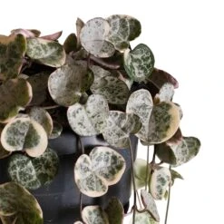 Ceropegia Woodii - Variegated String Of Hearts -Hortology Plants Shop Ceropegia woodii variegata Variegated String of Hearts 4