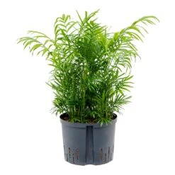 Chamaedorea Elegans - Parlour Palm - HydroCare -Hortology Plants Shop Chamaedore aelegans Parlour Palm Hydroculture 25 19x75cm