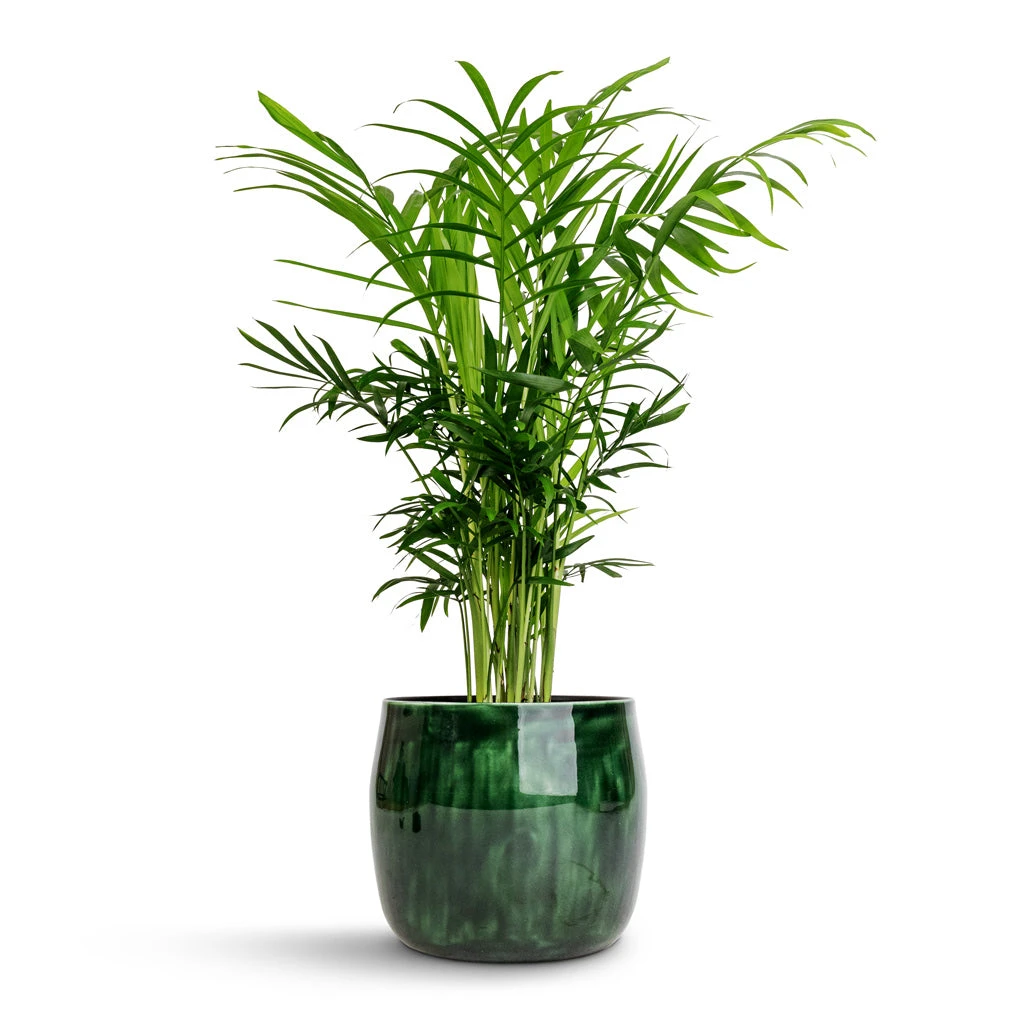 Babet Plant Pot - Pine 8 Babet Plant Pot - Pine - Image 6