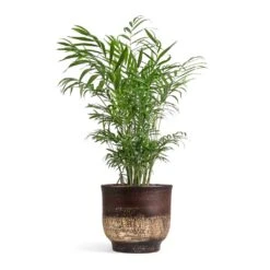 Chamaedorea Elegans - Parlour Palm 34 Chamaedorea Elegans - Parlour Palm -Hortology Plants Shop Chamaedorea elegans Parlour Palm 17x60cm Aico Plant Pot Shiny Brown 22x20cm