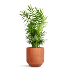 Chamaedorea Elegans - Parlour Palm 32 Chamaedorea Elegans - Parlour Palm -Hortology Plants Shop Chamaedorea elegans Parlour Palm 17x60cm Solento Plant Pot Terracotta Speckle 20x18.5cm 1f1891d5 eb6f 4880 b47a 75d52531487a