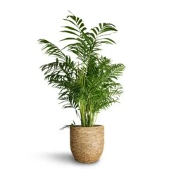 Chamaedorea Elegans - Parlour Palm 25 Chamaedorea Elegans - Parlour Palm -Hortology Plants Shop Chamaedorea elegans Parlour Palm 20x100cm Cody Plant Pot Straw Grass 27x26cm