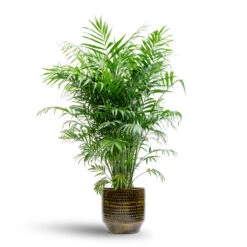Sanna Plant Pot - Savanna -Hortology Plants Shop Chamaedorea elegans Parlour Palm 20x100cm Sanna Plant Pot Savanna 25x23cm 99bdcfa8 358c 404b ac1a fd6ee3adfccc