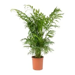 Chamaedorea Elegans - Parlour Palm 26 Chamaedorea Elegans - Parlour Palm -Hortology Plants Shop Chamaedorea elegans Parlour Palm Medium