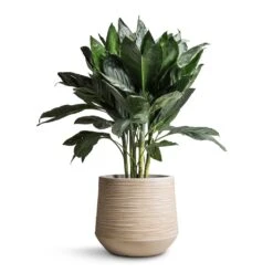 Dune Darcy Planter - Oat 19 Dune Darcy Planter - Oat -Hortology Plants Shop Chamaedorea metallica Metallic Palm 21x70cm Dune Darcy Planter Oat 30x26cm bd14912e a3de 42bf a8cb bcbd604a8a38