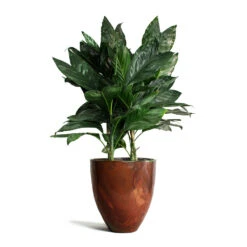 Chamaedorea Metallica - Metallic Palm 16 Chamaedorea Metallica - Metallic Palm -Hortology Plants Shop Chamaedorea metallica Metallic Palm Livin Beauty Flowerpot Copper Matt Smooth