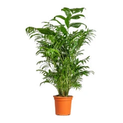 Chamaedorea Seifrizii - Bamboo Palm 20 Chamaedorea Seifrizii - Bamboo Palm -Hortology Plants Shop Chamaedorea seifrizii Bamboo Palm 21x80cm